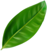 Green leaf